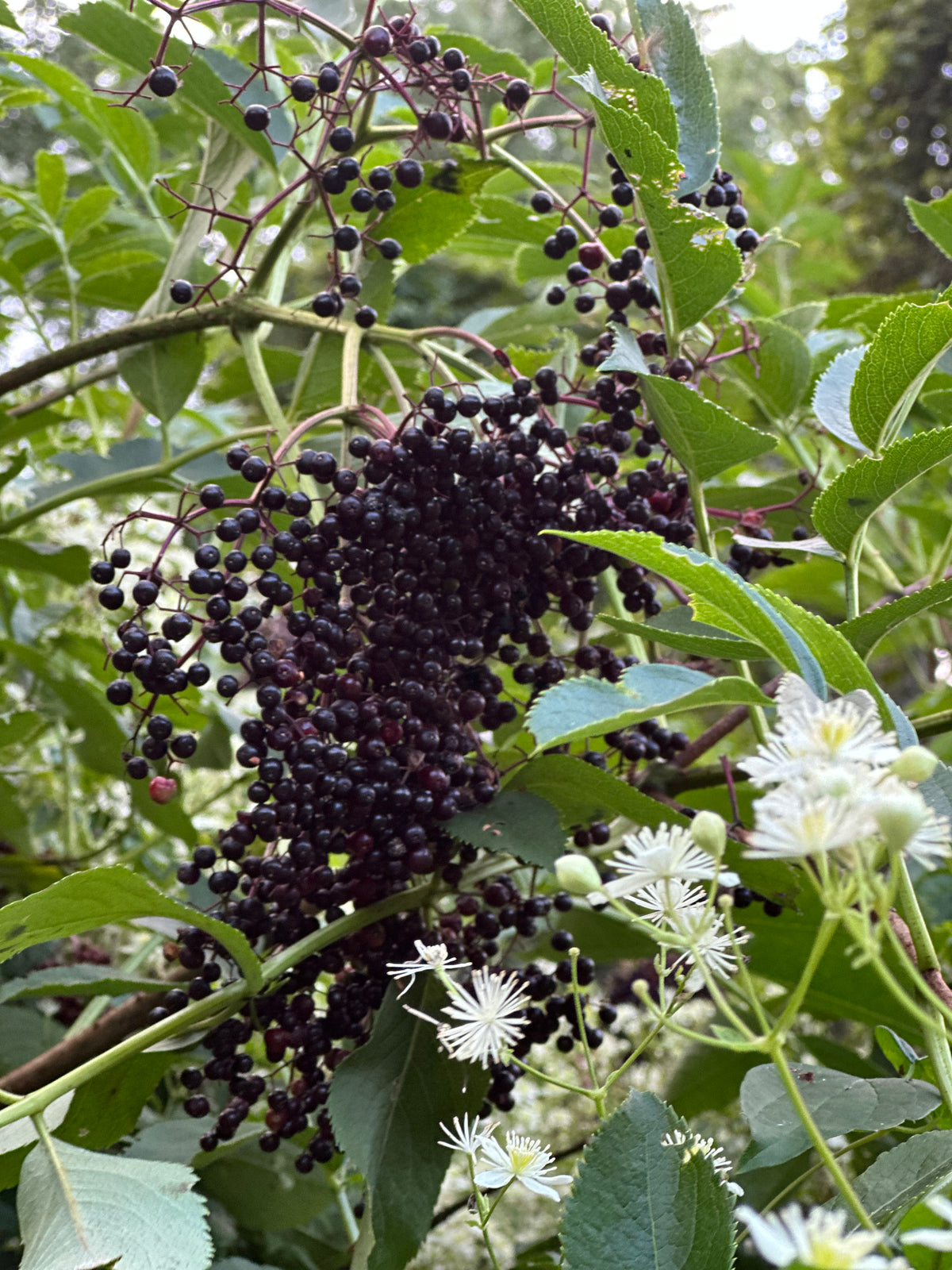 Elder Moon Elderberry Elixir