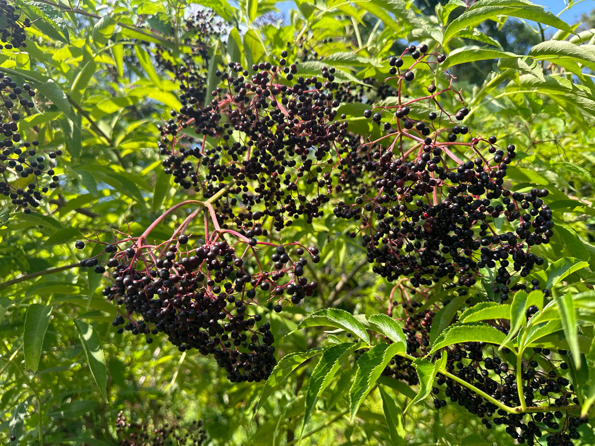 Elder Moon Elderberry Elixir